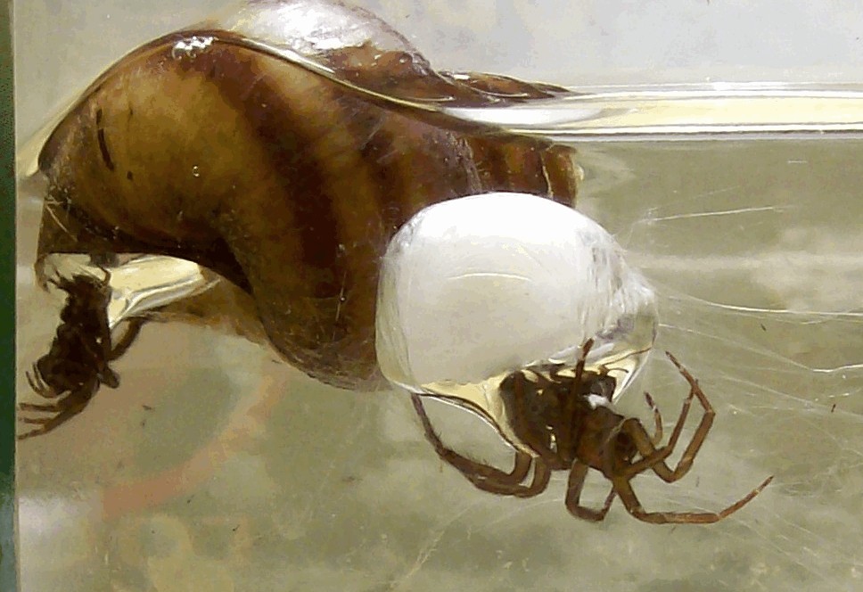 Argyroneta_aquatica-3.jpg