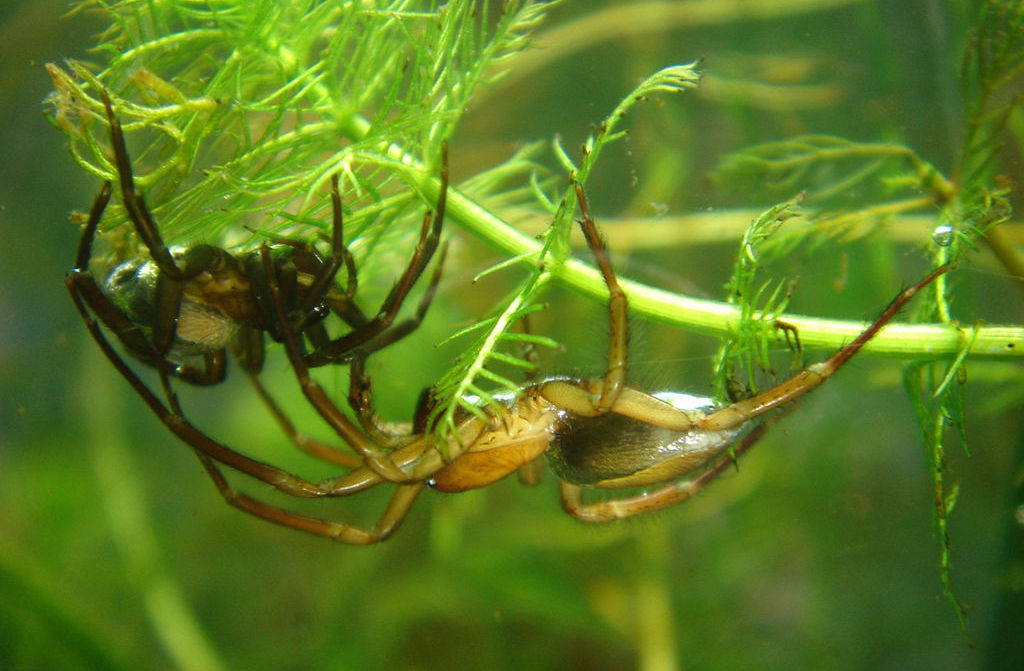 Argyroneta_aquatica-4.jpg