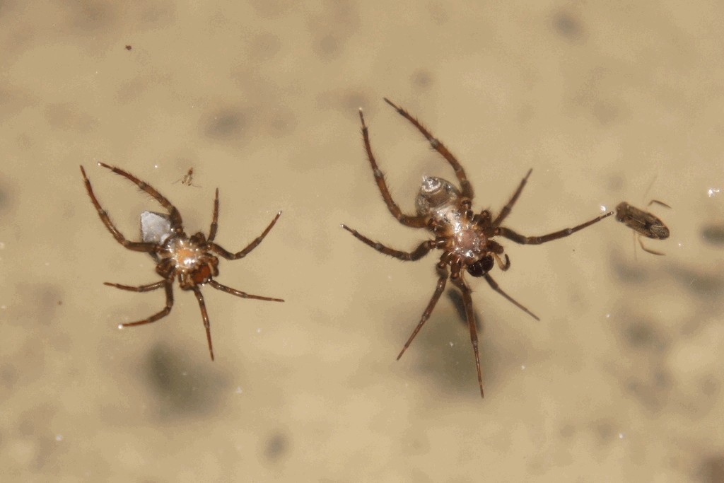 Argyroneta_aquatica-7.jpg