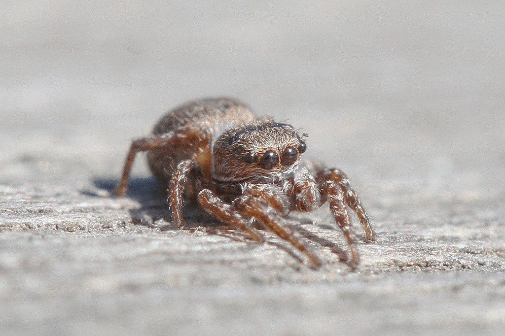 Attulus_caricis-1.jpg