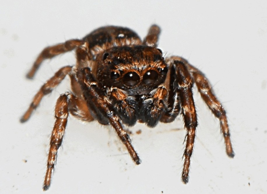 Attulus_caricis-4.jpg