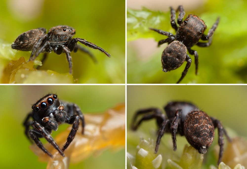 Attulus_caricis-5.jpg