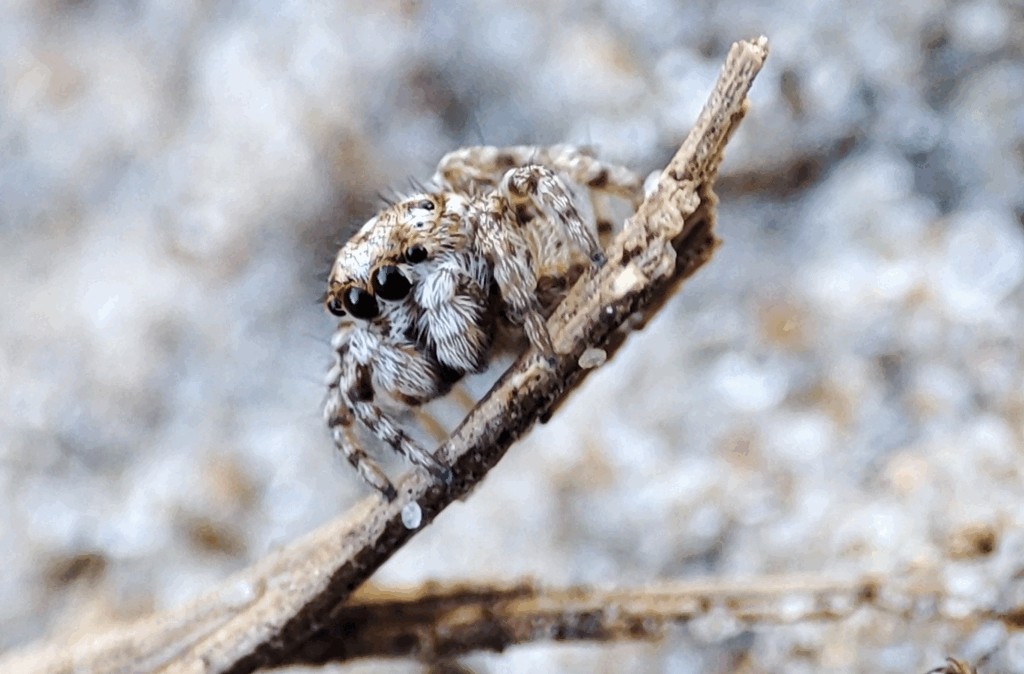Attulus_distinguendus-1.jpg