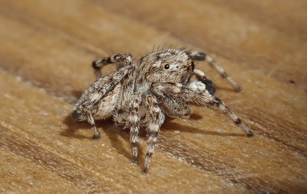 Attulus_distinguendus-2.jpg
