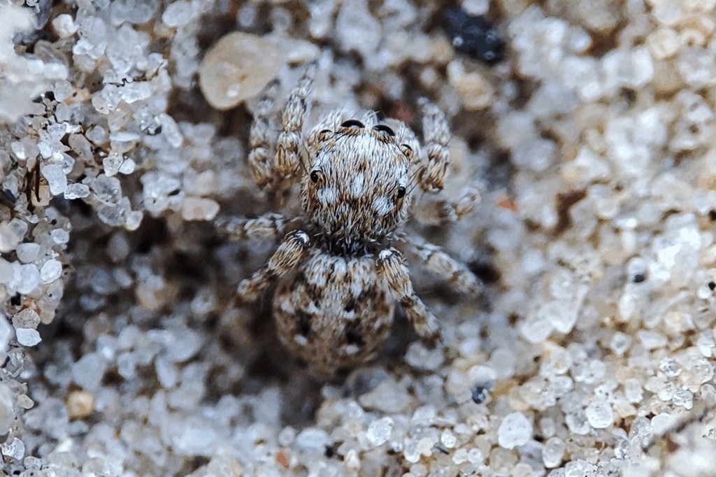 Attulus_distinguendus-3.jpg