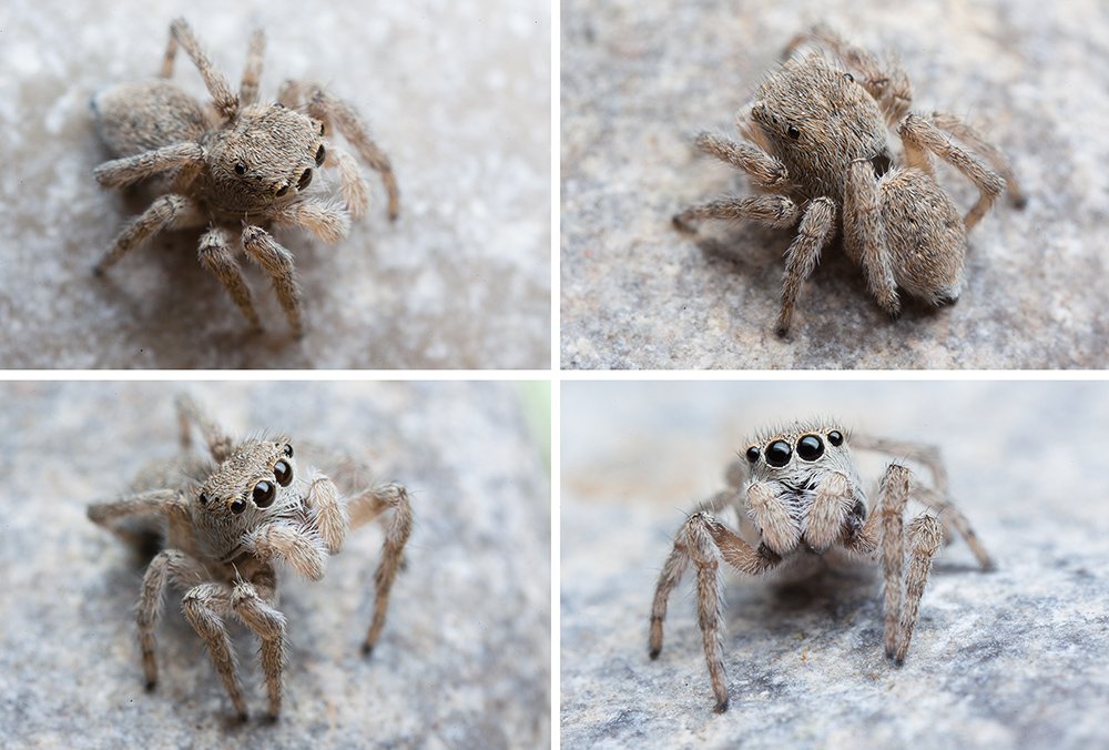 Attulus_distinguendus-4.jpg