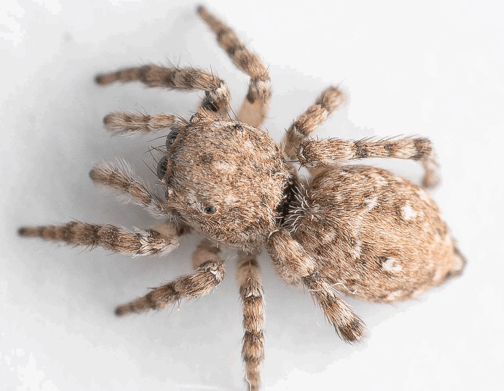 Attulus_distinguendus-6.jpg