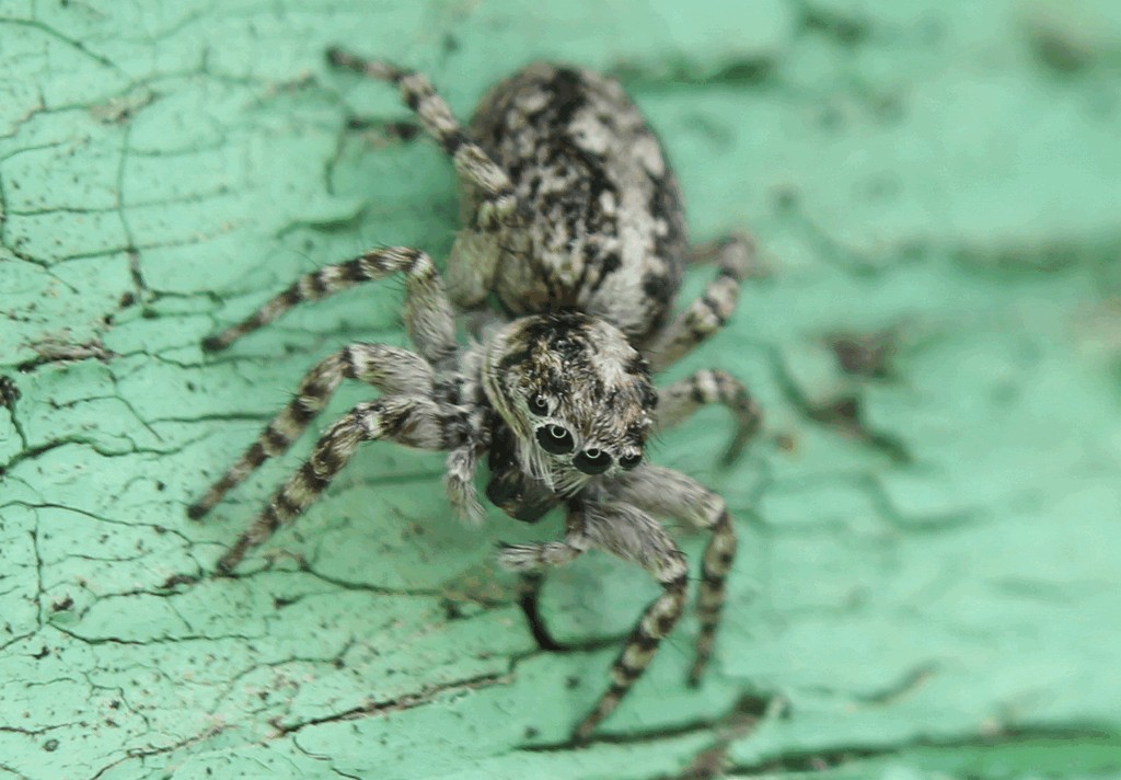 Attulus_terebratus-1.jpg
