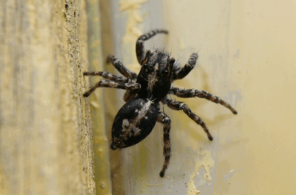 Attulus_terebratus-2.jpg