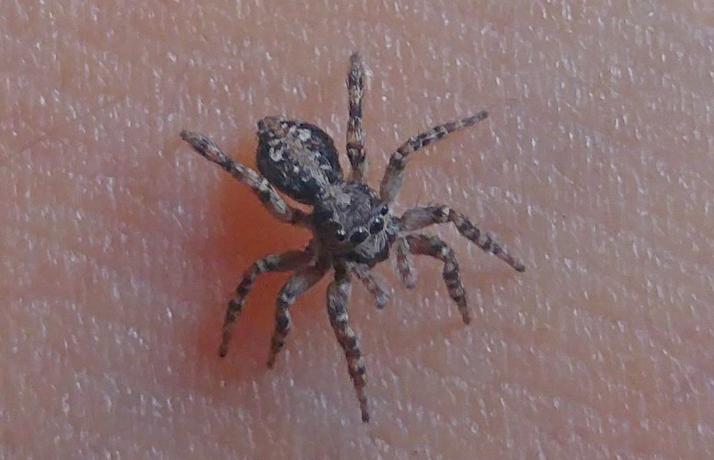 Attulus_terebratus-3.jpg