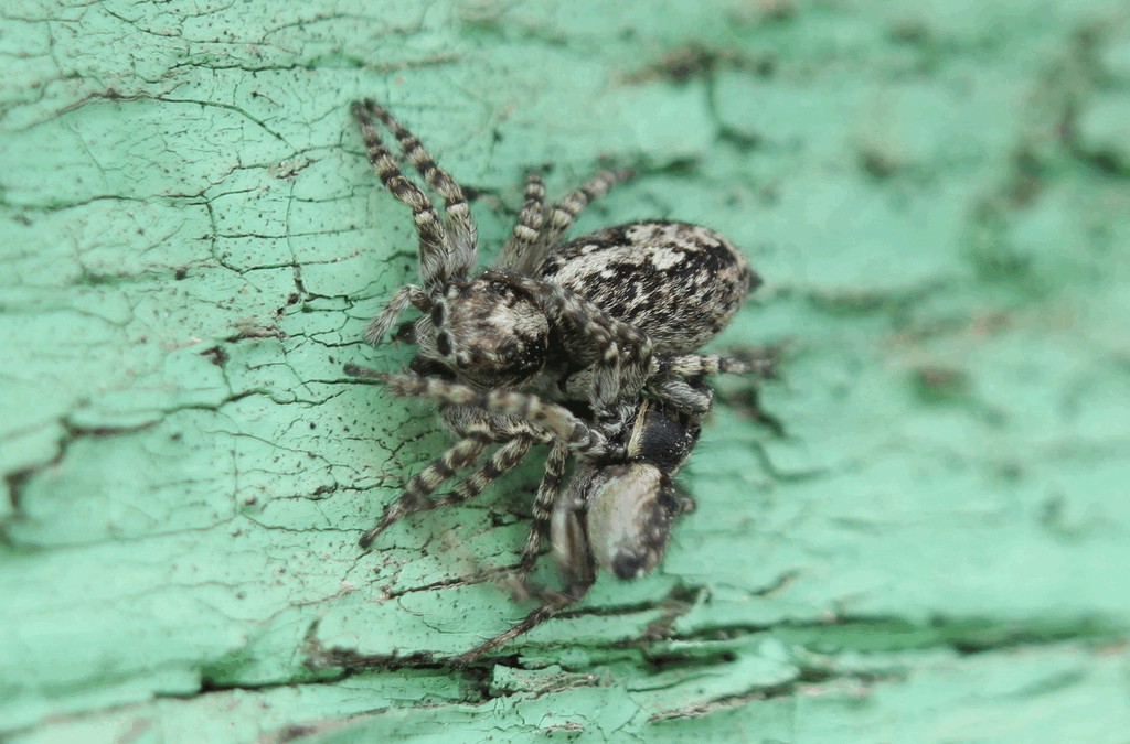 Attulus_terebratus-5.jpg
