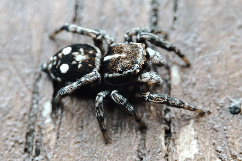 Attulus_zimmermanni-1.jpg