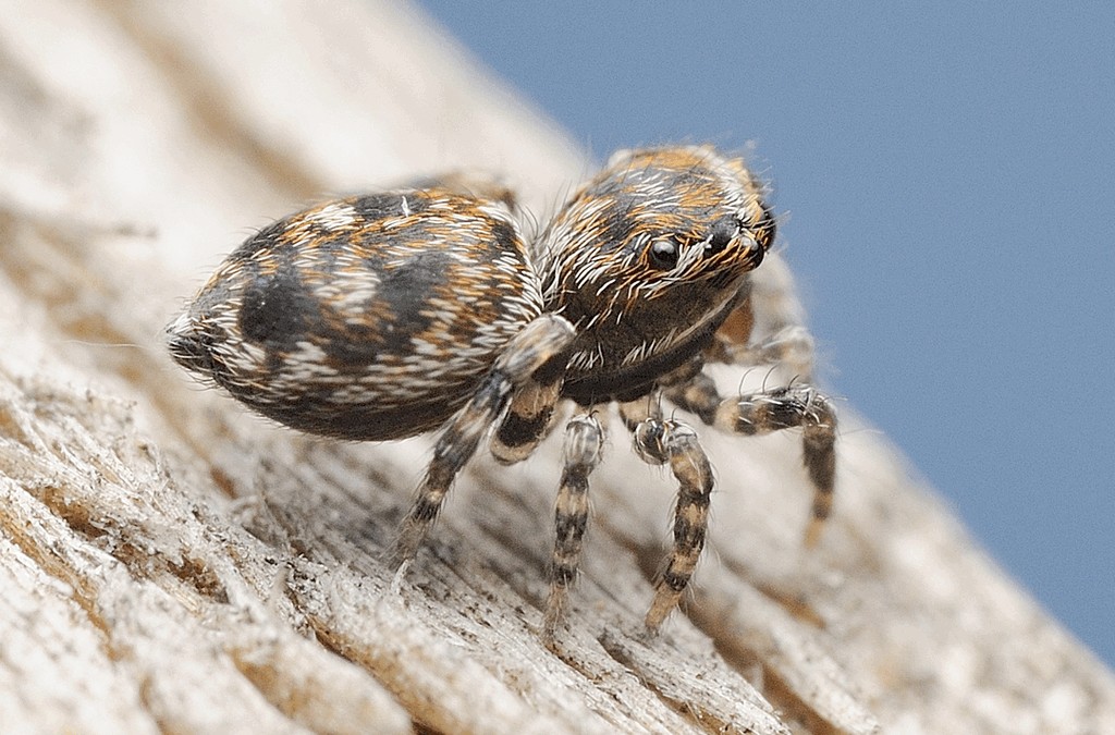 Attulus_zimmermanni-2.jpg