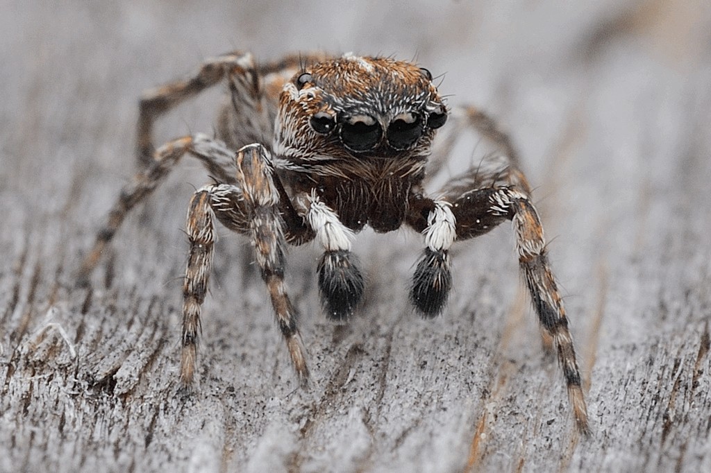 Attulus_zimmermanni-4.jpg