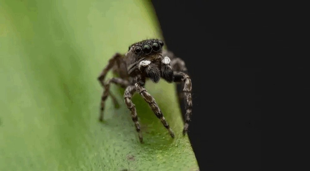 Attulus_zimmermanni-5.jpg