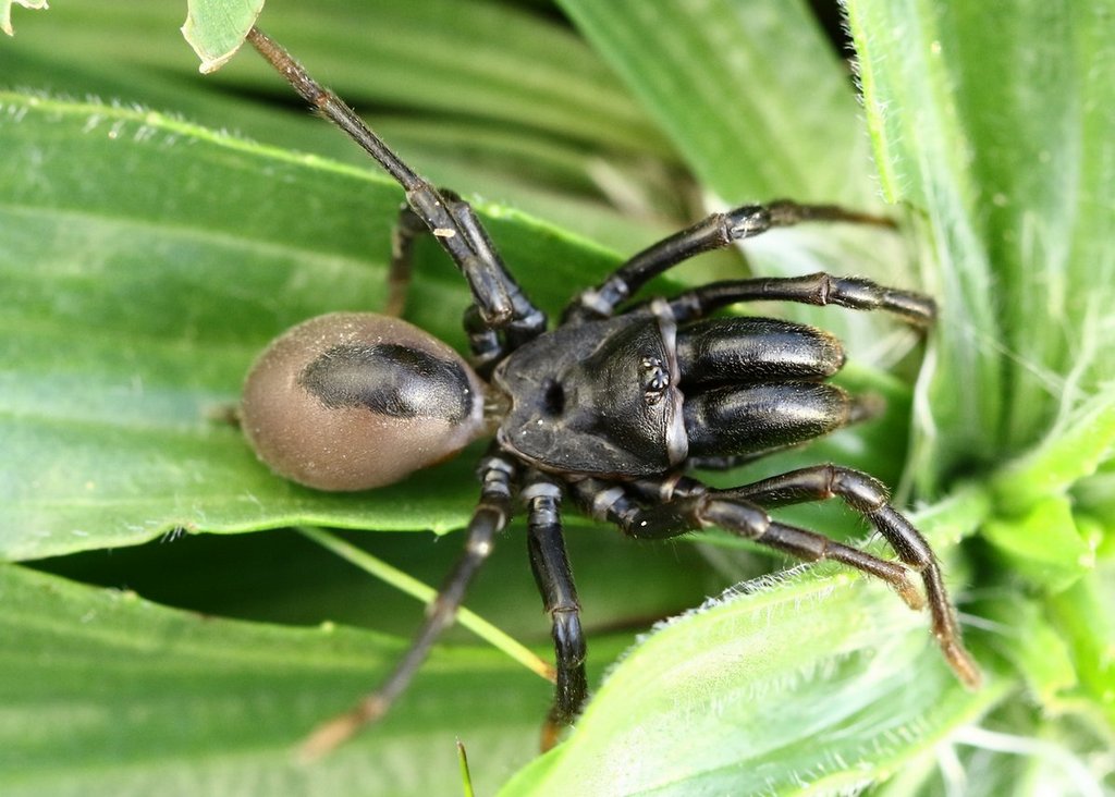 Atypus_affinis-1.jpg