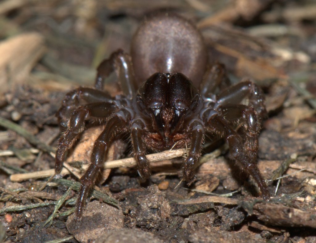 Atypus_affinis-2.jpg
