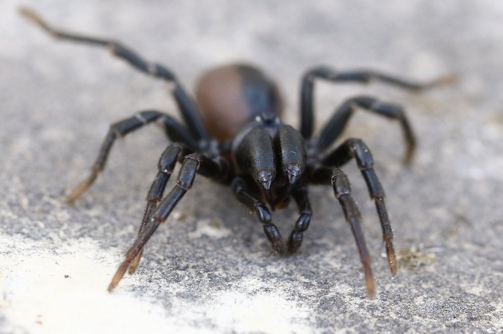 Atypus_affinis-3.jpg
