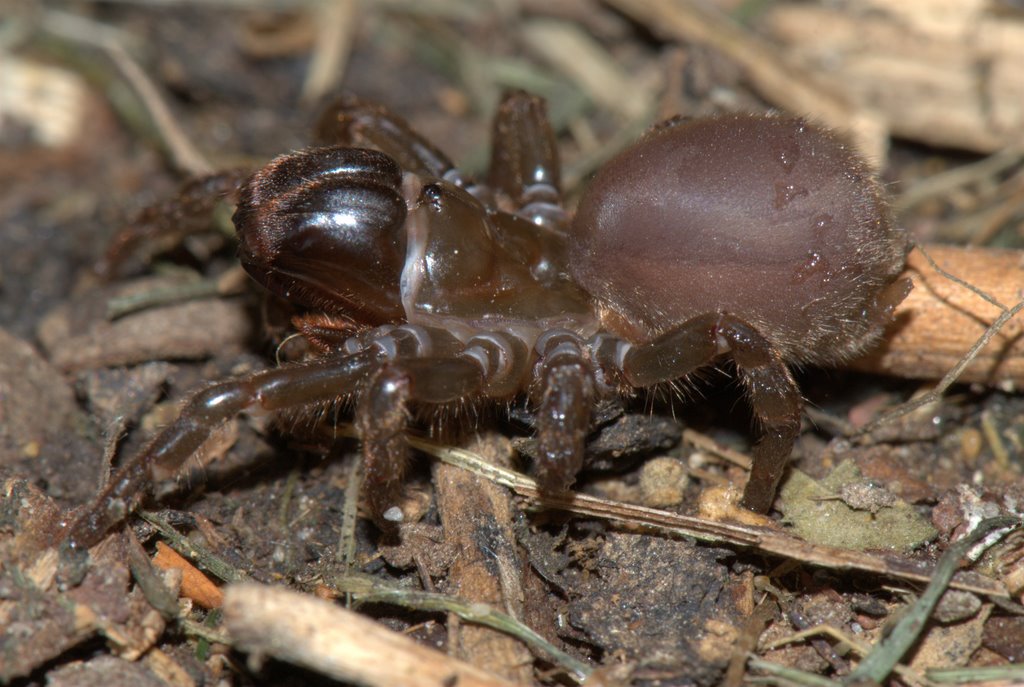 Atypus_affinis-5.jpg