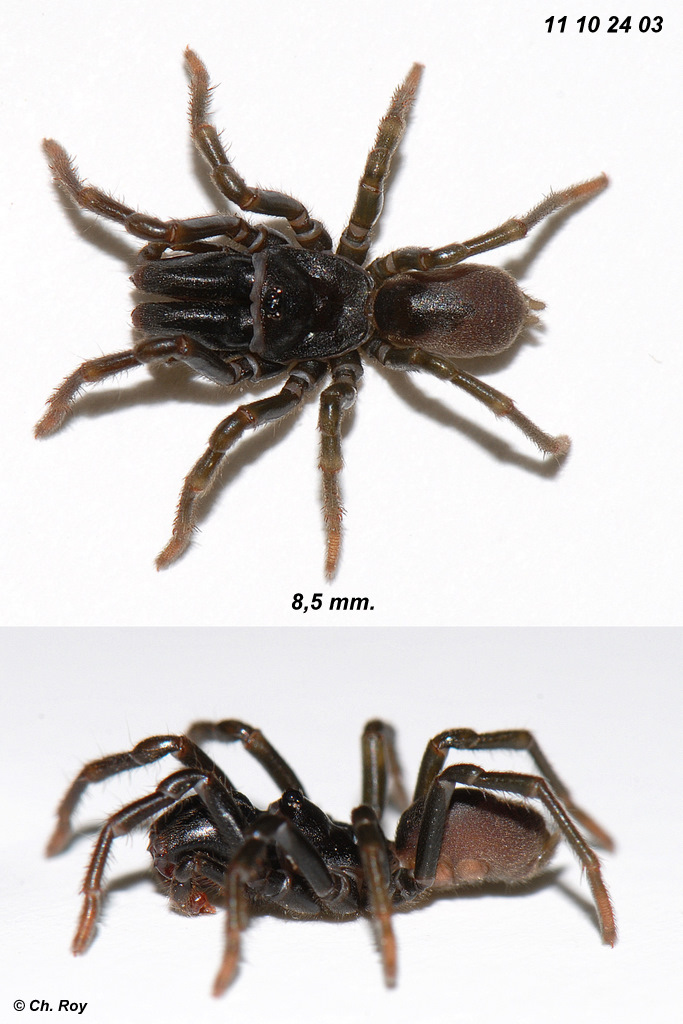 Atypus_affinis-6.jpg