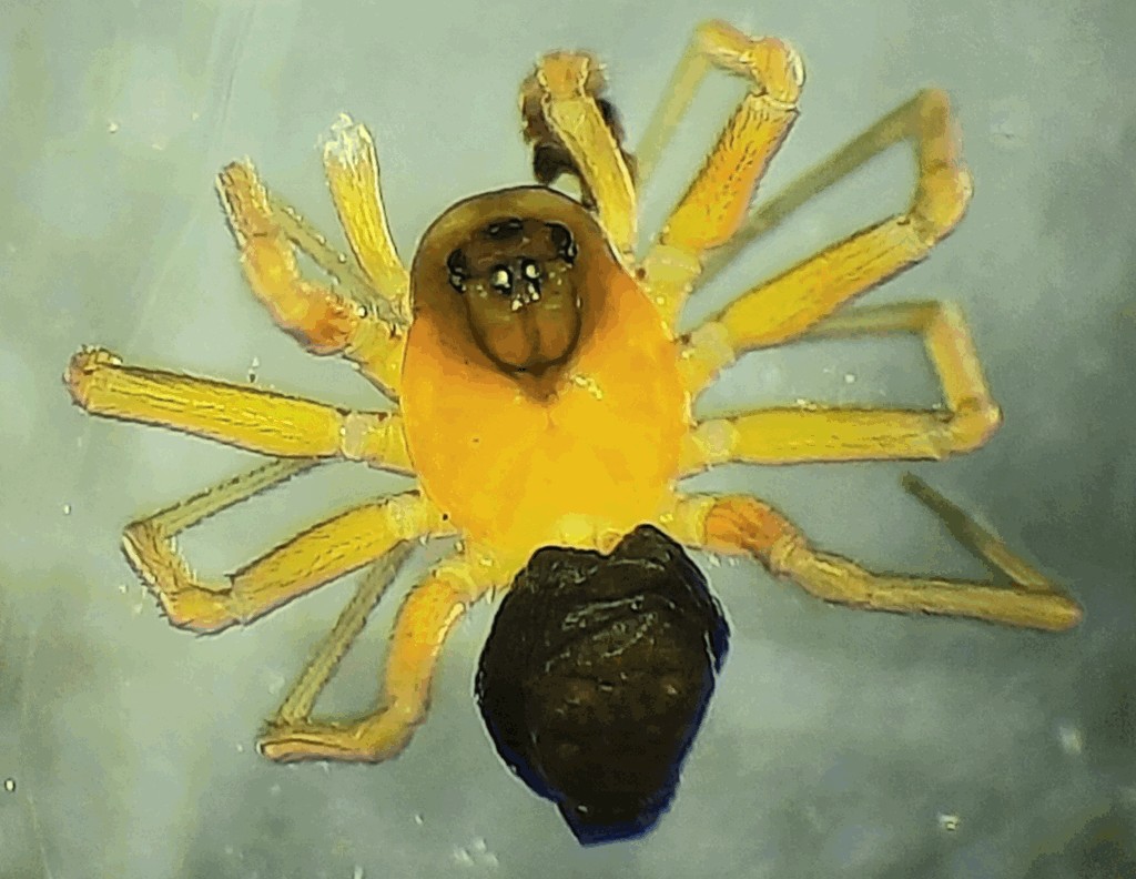 Baryphyma_gowerense-1.jpg