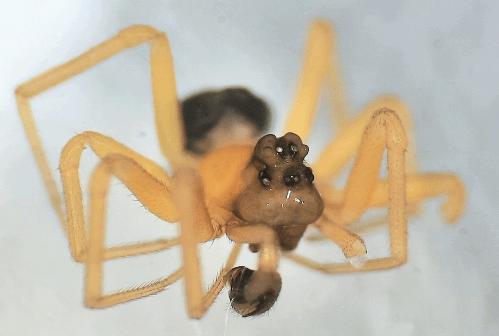 Baryphyma_gowerense-2.jpg