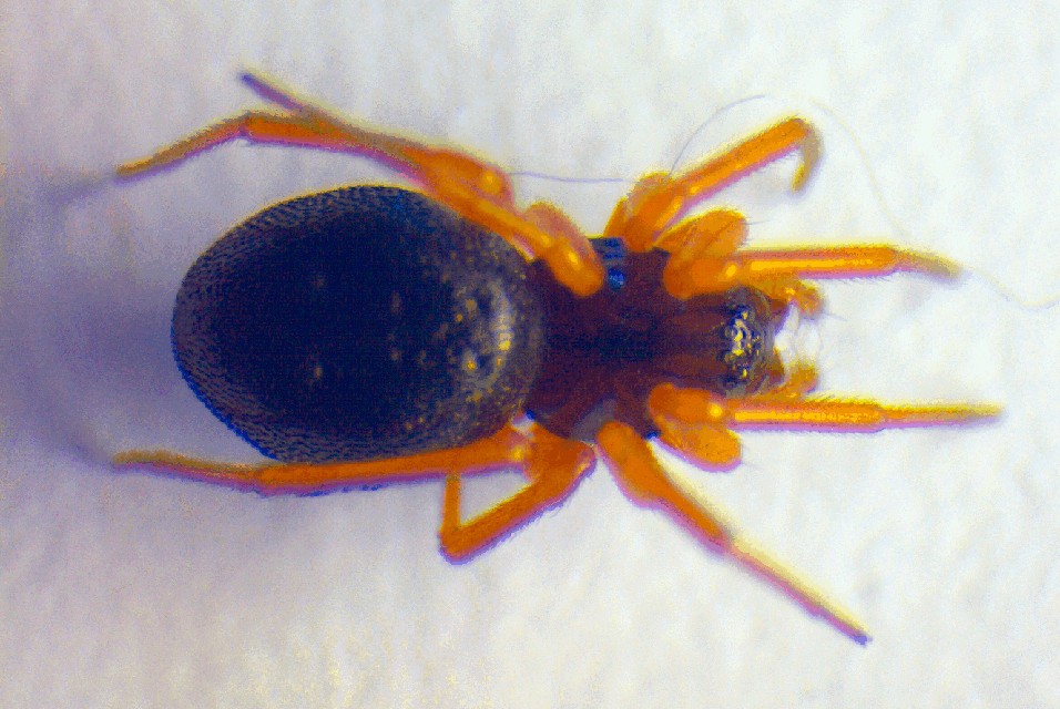 Baryphyma_pratense-1.jpg