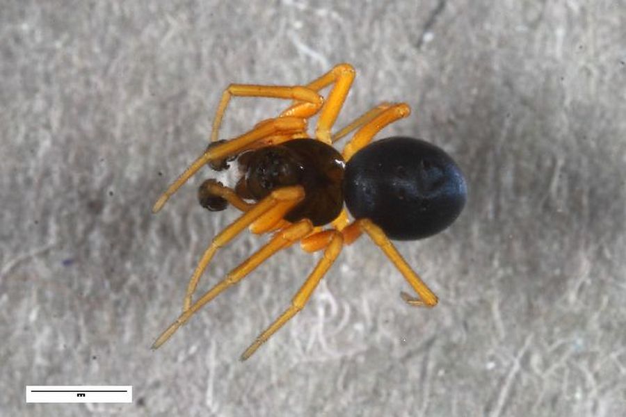 Baryphyma_pratense-2.jpg