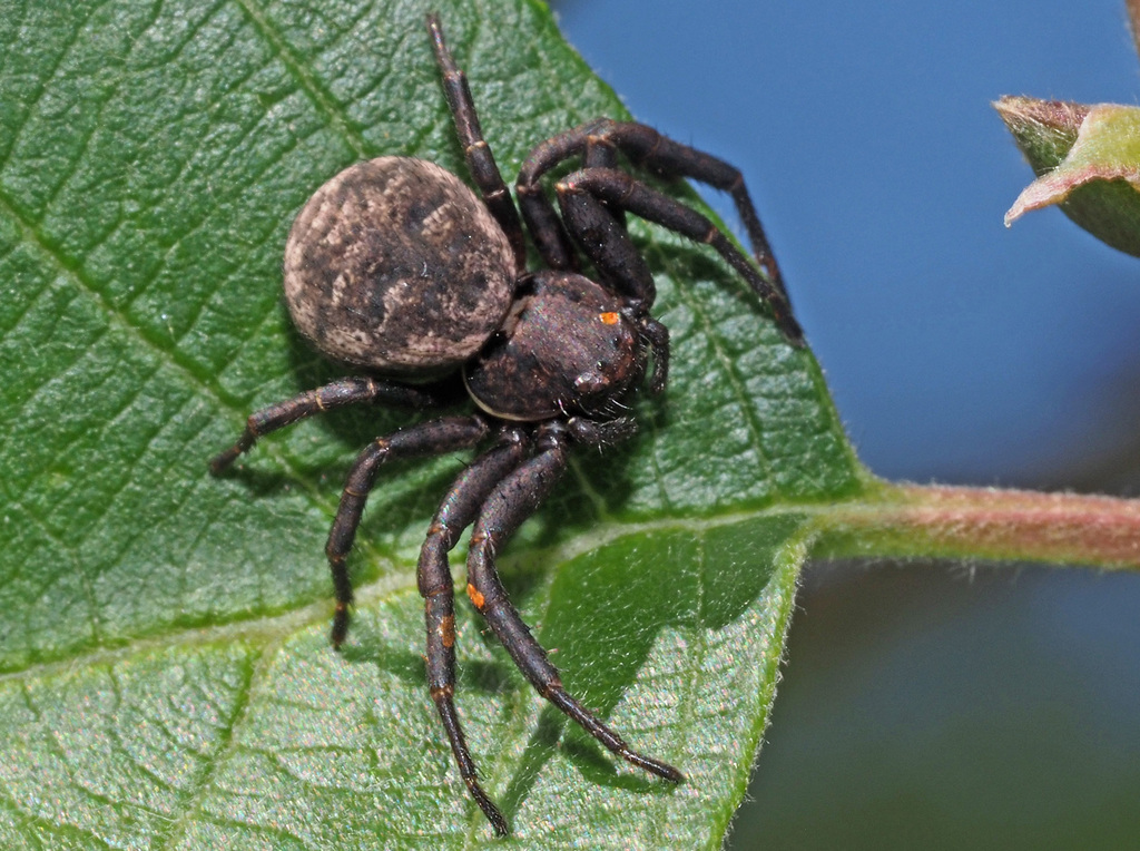 Bassaniodes_robustus-1.jpeg