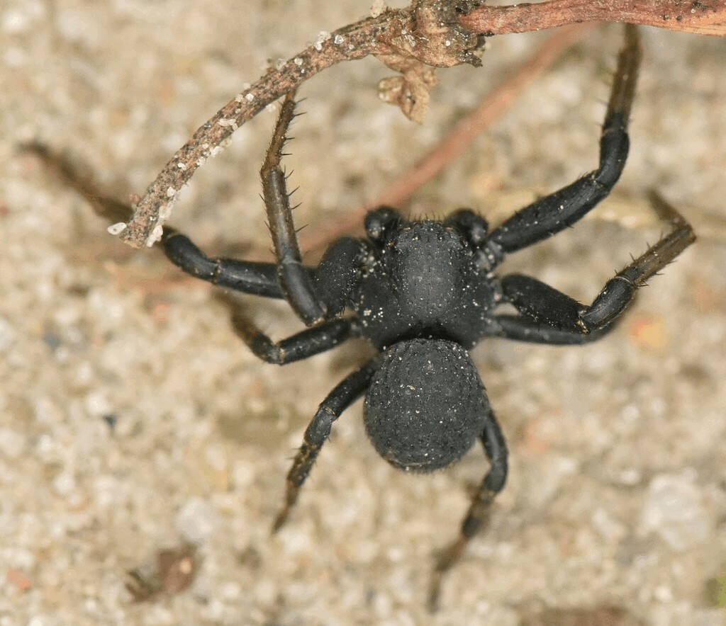 Bassaniodes_robustus-2.jpg