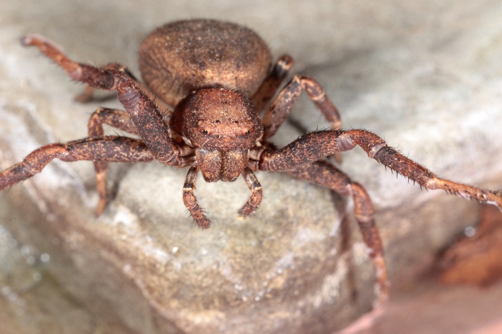 Bassaniodes_robustus-3.jpg