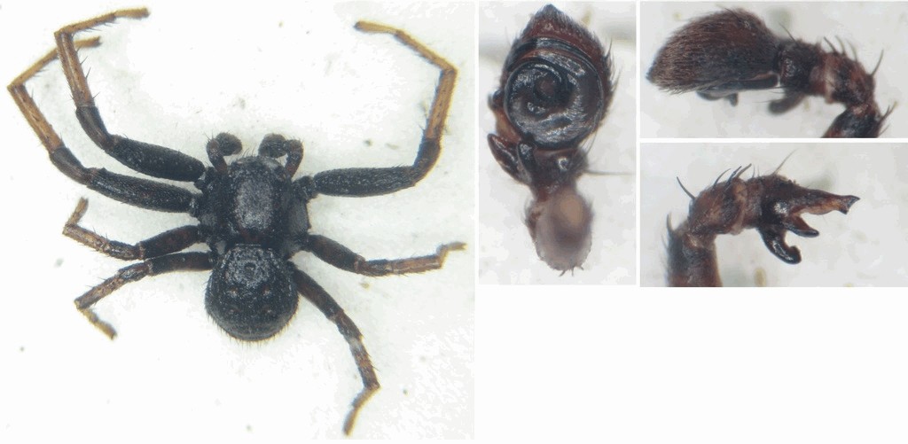 Bassaniodes_robustus-5.jpg