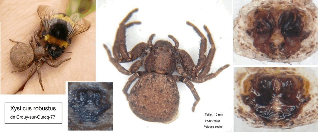 Bassaniodes_robustus-6.jpg