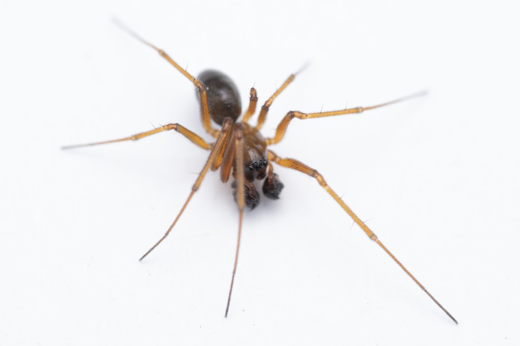 Bathyphantes_approximatus-1.jpg