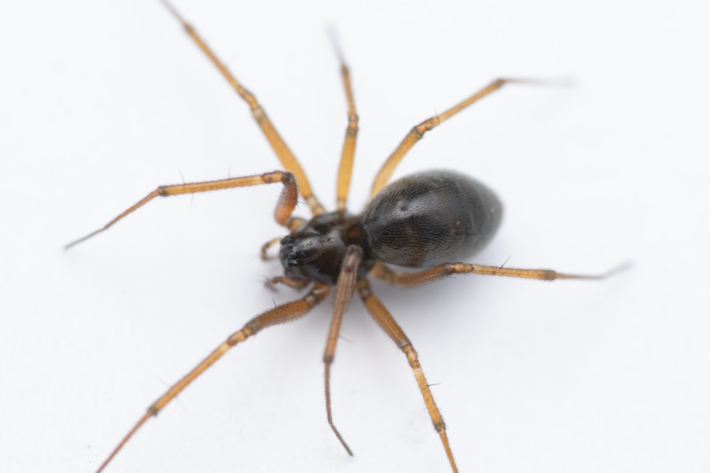 Bathyphantes_approximatus-1a.jpg