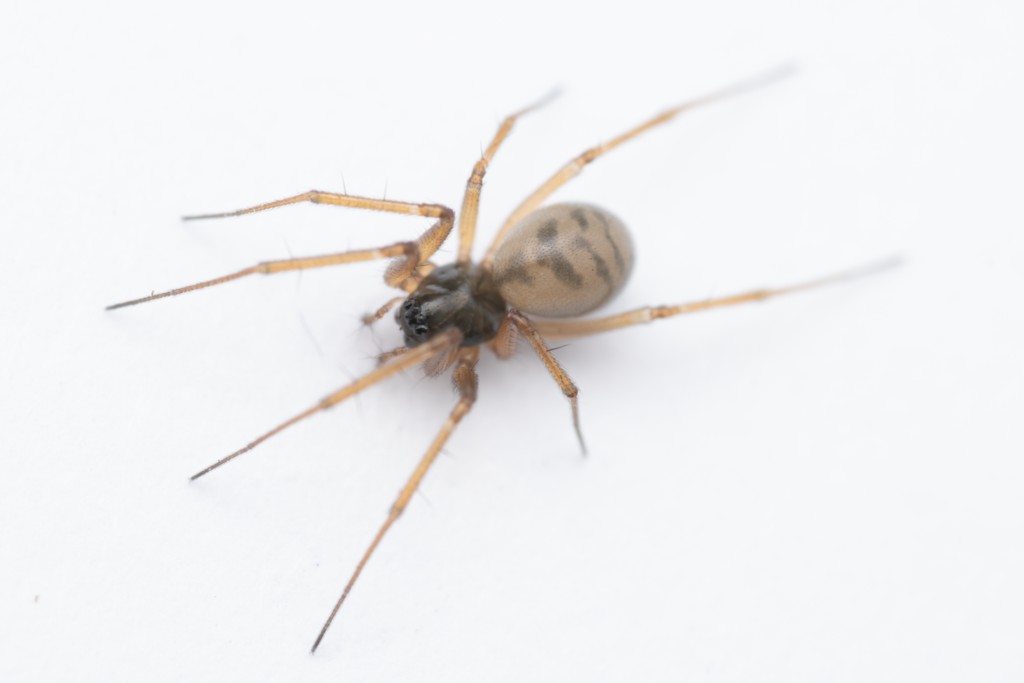 Bathyphantes_approximatus-2.jpg