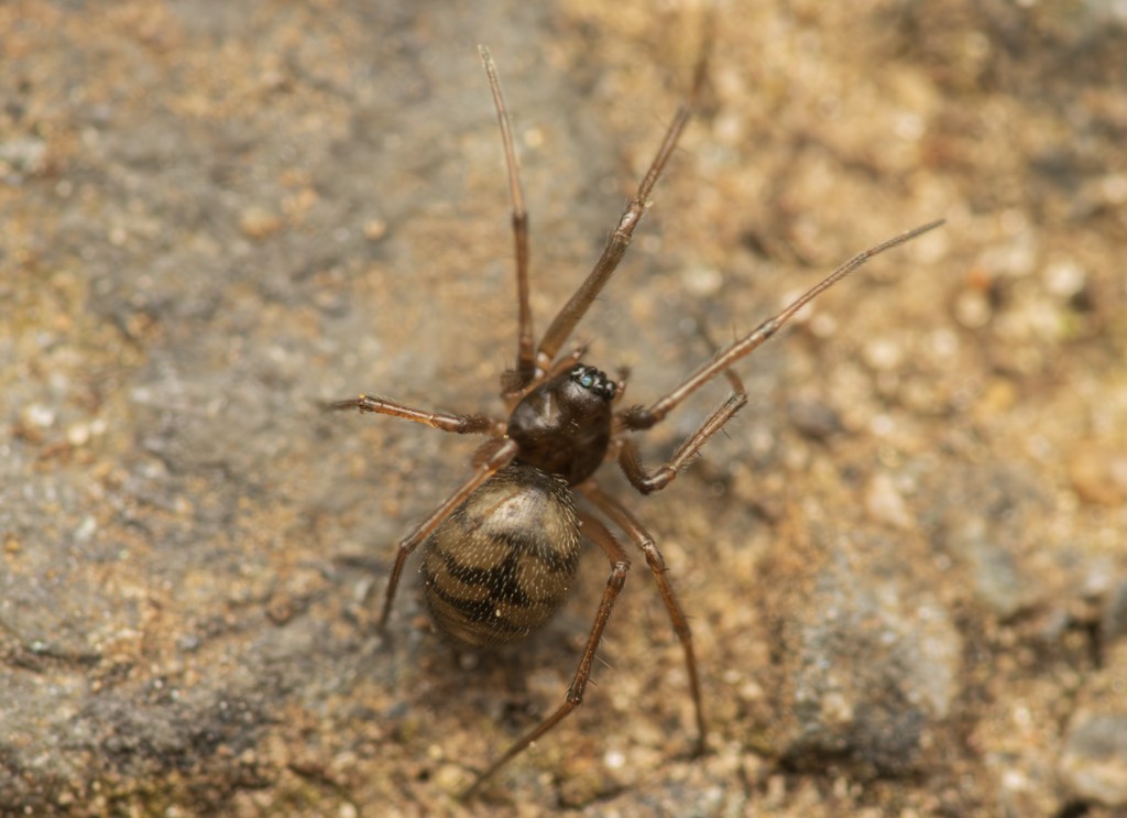 Bathyphantes_gracilis-1.jpg