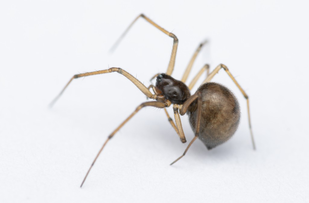 Bathyphantes_gracilis-2.jpg