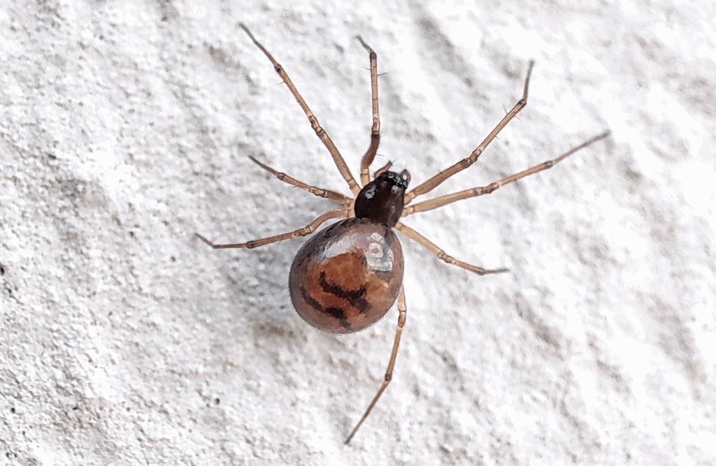 Bathyphantes_gracilis-3.jpg