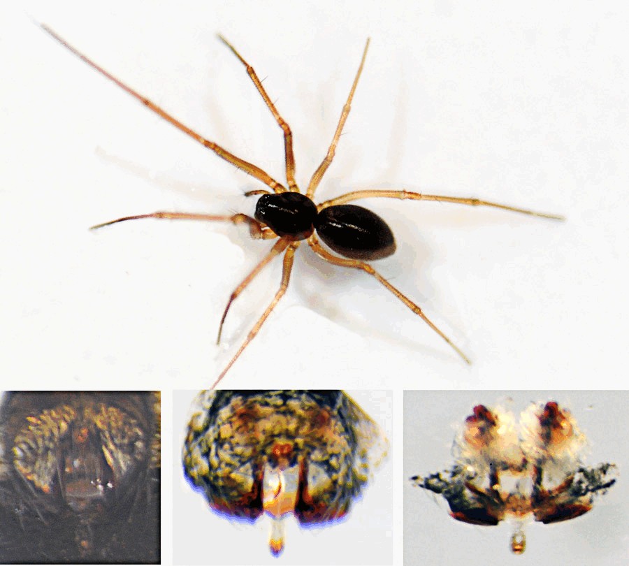 Bathyphantes_nigrinus-5.jpg