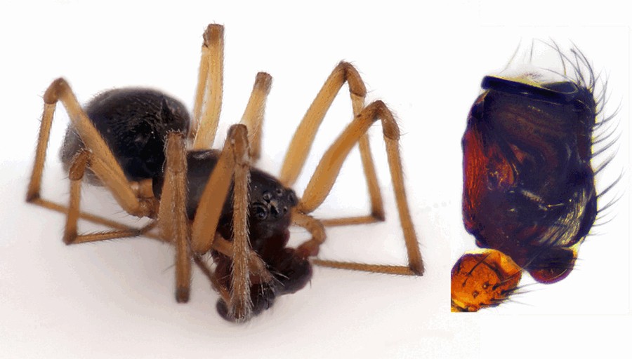 Bathyphantes_setiger-1.jpg