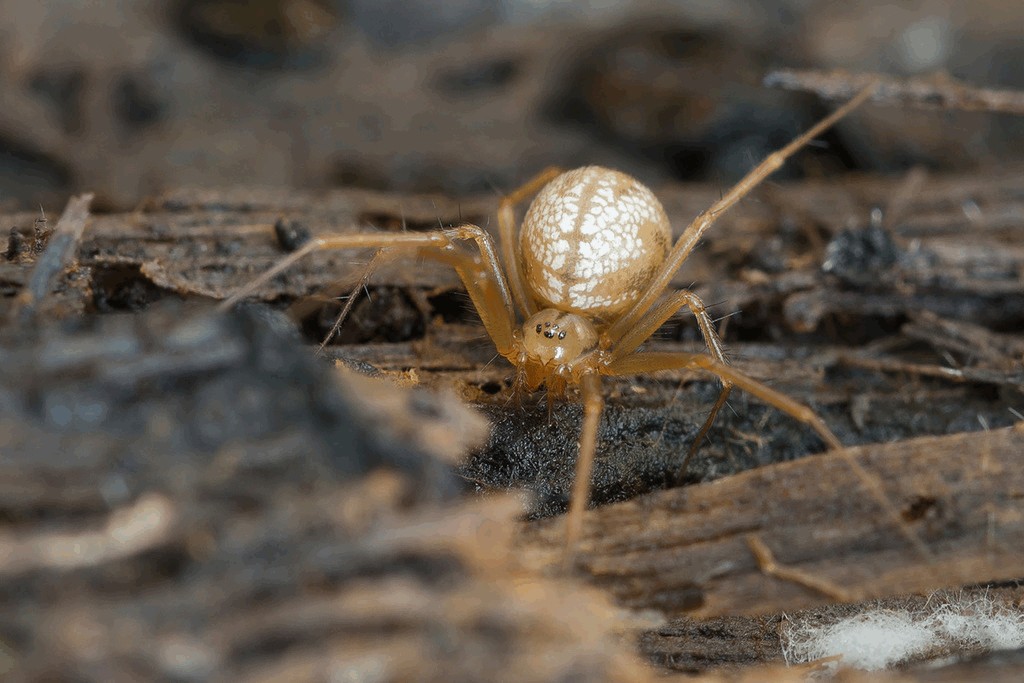 Bolyphantes_alticeps-2.jpg