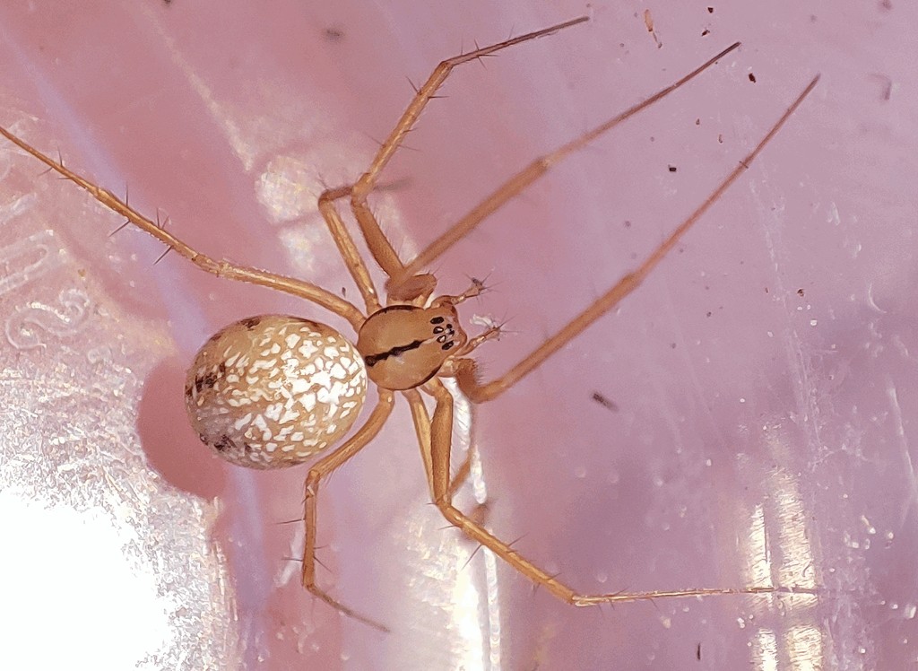 Bolyphantes_alticeps-4.jpg