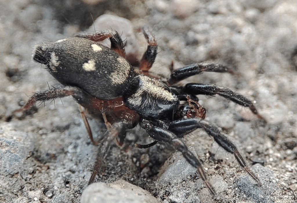 Callilepis_nocturna-1.jpg