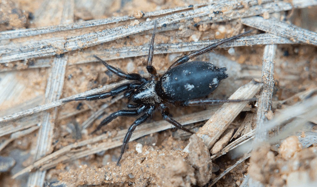 Callilepis_nocturna-2.jpg