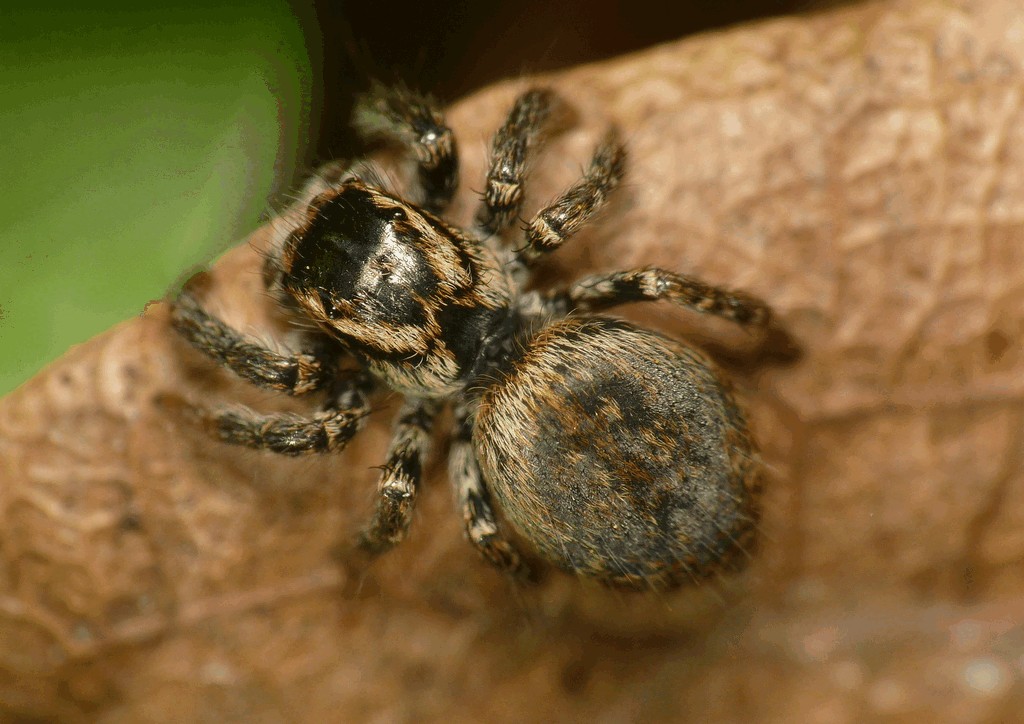 Carrhotus_xanthogramma-2.jpg