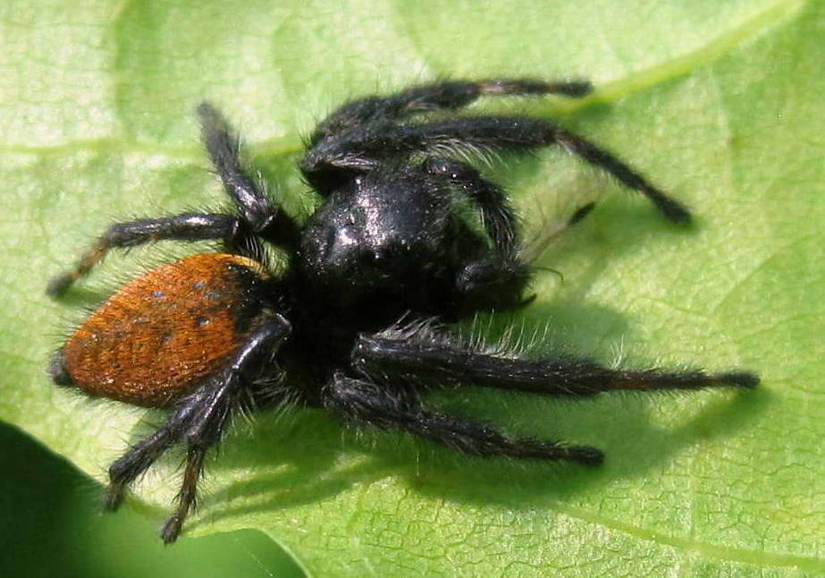 Carrhotus_xanthogramma-3.jpg