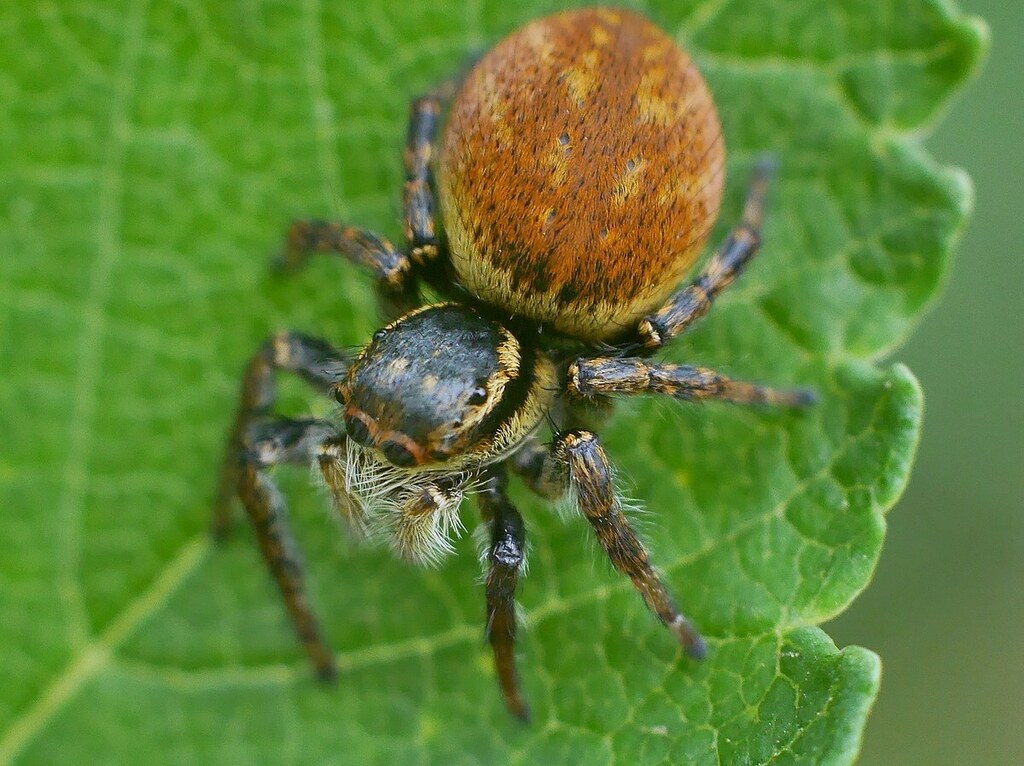 Carrhotus_xanthogramma-4.jpg
