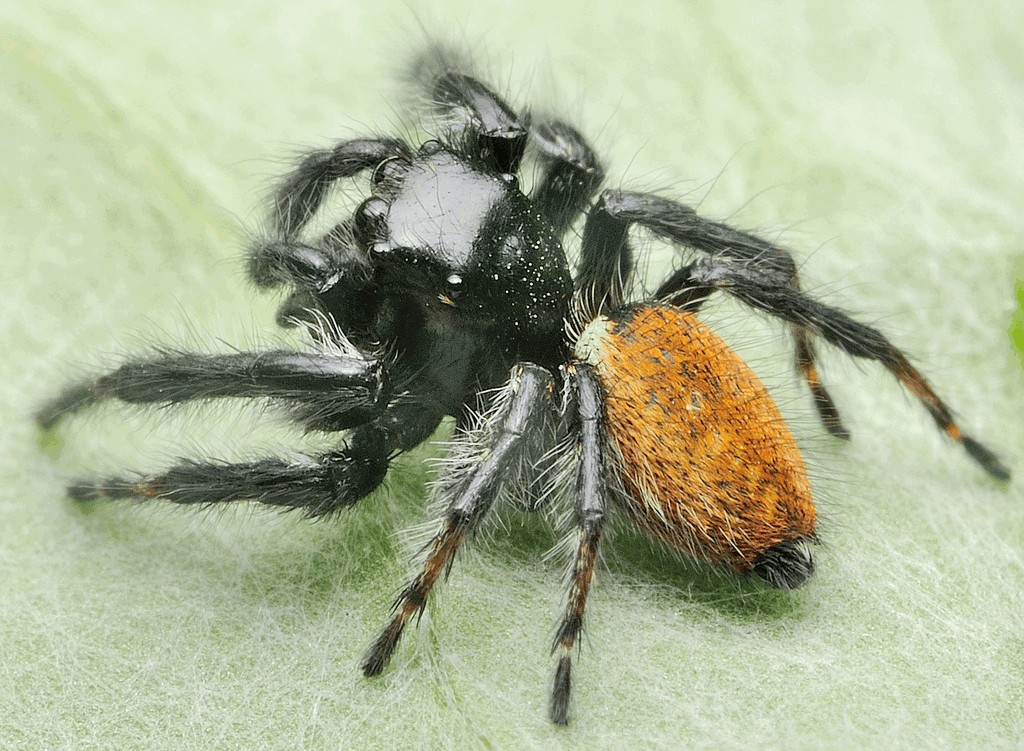 Carrhotus_xanthogramma-5.jpg