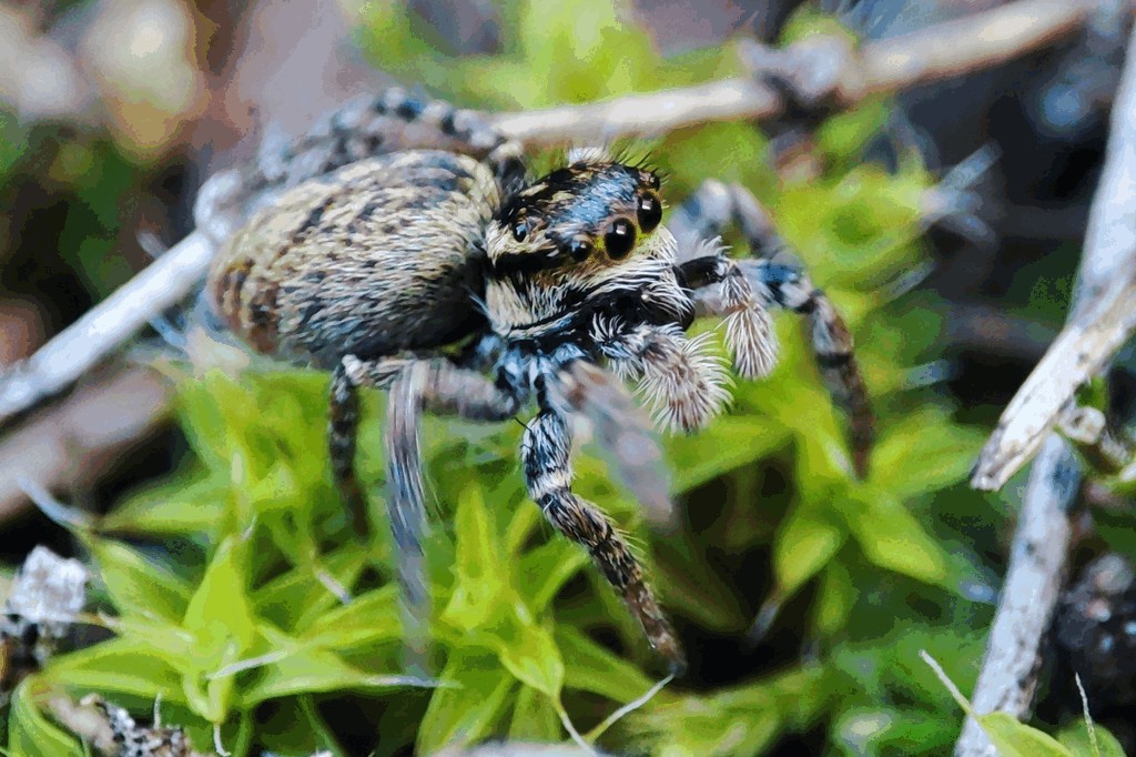 Carrhotus_xanthogramma-7.jpg